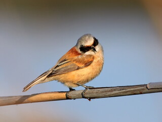 Obraz premium penduline tit in natural habitat (remiz pendulinus)