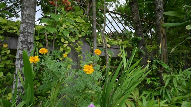 Outdoor view of sunflower and green decoration plant