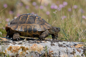 Spur thighed turtle (Testudo graeca) in natural habitat