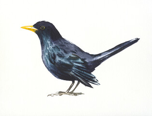 Blackbird,hand drawn watercolor illustration on white - obrazy, fototapety, plakaty