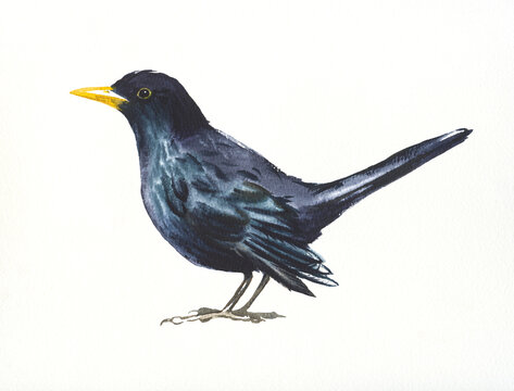 Blackbird,hand drawn watercolor illustration on white