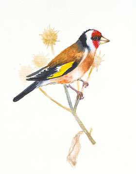 Goldfinch ,hand drawn watercolor illustration on white