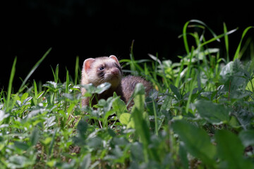 Polecat looking for food
