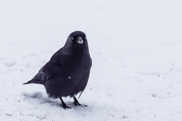 Obraz premium Crows in the snow in the Netherlands
