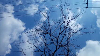 silhouette of dead trees and branches against the blue sky background