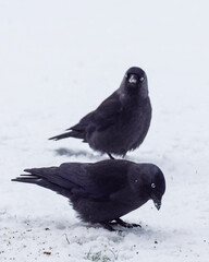 Crows in the snow in the Netherlands