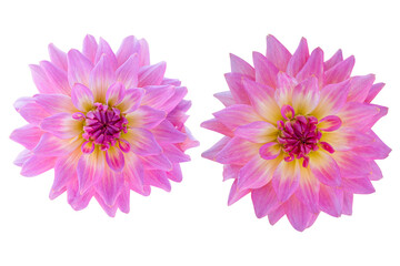Pink dahlia isolated on the white background. Photo with clipping path.