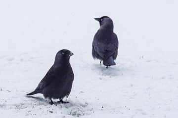 Crows in the snow in the Netherlands