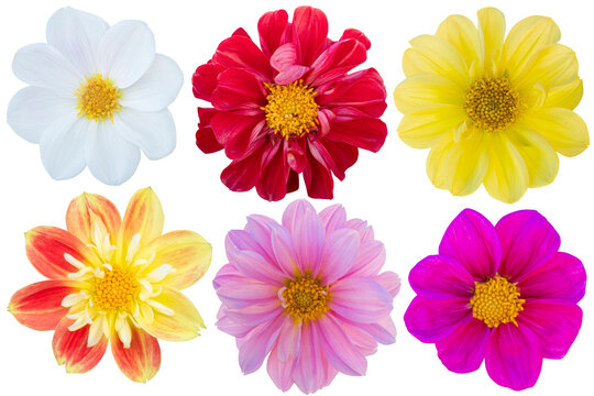 Multi Color dahlia isolated on the white background. Photo with clipping path.