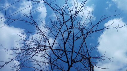 silhouette of dead trees and branches against the blue sky background