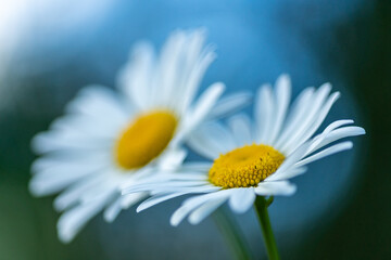Beautiful close up of two Marguerite flowers with soft blue background