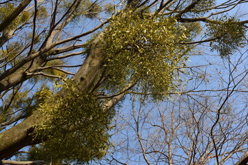冬季に存在感のある常緑樹の宿り木