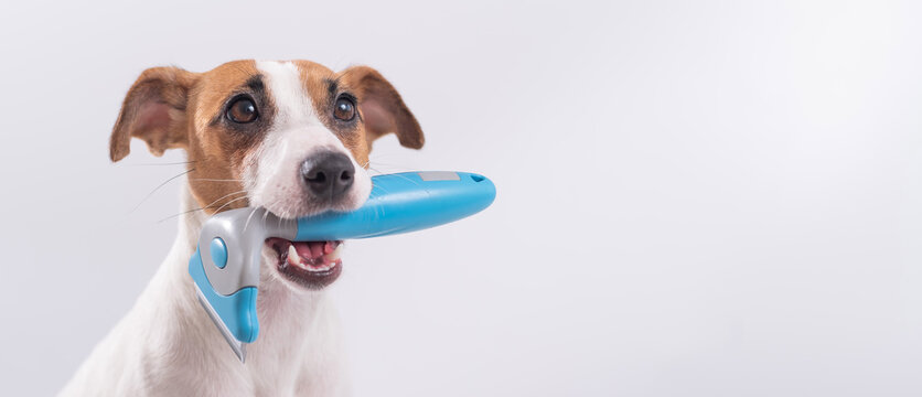Furminator jack top russell terrier