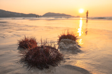Numerous beautifully patterned red sea urchins are washed by the waves on Patong Beach, .Phuket...