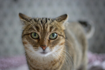 A domestic cat looks somewhere ahead .