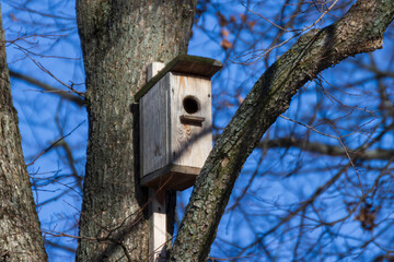 A birdhouse on a tree in spring in a park on Elagin Island in St. Petersburg.