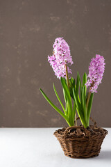 Beautiful pink hyacinths in a wicker basket in early spring, propagation of hyacinths at home