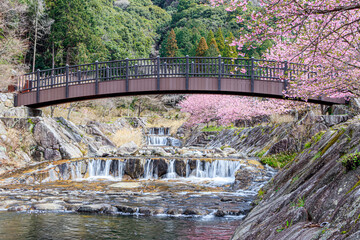 河津桜　見帰りの滝付近　佐賀県唐津市　Kawazu cherry blossoms Near the Mikaeri waterfall Saga-ken Karatsu city