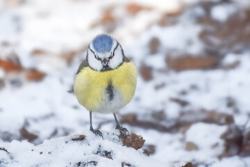 Titbird in the snow