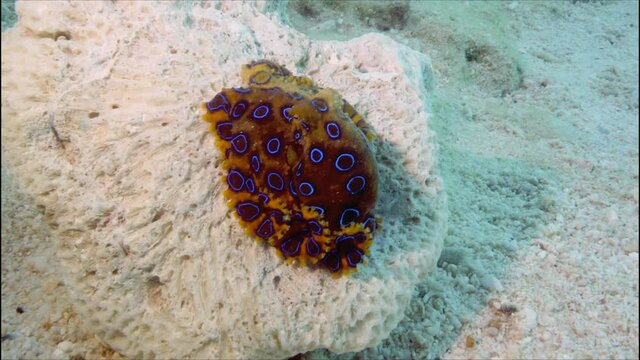 A large southern blue ringed octopus (Hapalochlaena maculosa) resting on the white seafloor, then running across the white sand. Octopus is extremely fast and agile despite its long and awkward limbs.