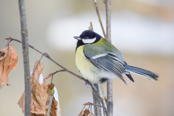 Titbird in the snow