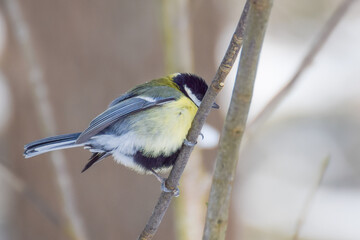 Titbird in the snow