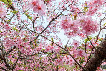 Fototapeta premium 河津桜 見帰りの滝付近 佐賀県唐津市 Kawazu cherry blossoms Near the Mikaeri waterfall Saga-ken Karatsu city