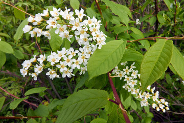 Prunus padus, Hackberry blooming, Finland