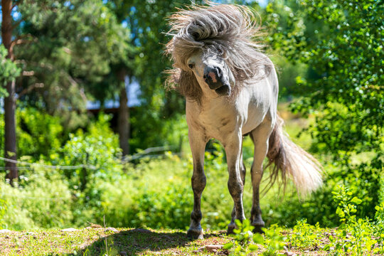 Icelandic horse stallion shaking his head and the long  mane flutters in the air