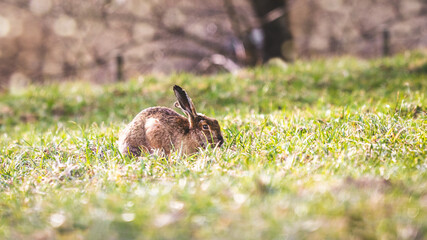 Ein liebes (Oster) Häschen auf einer Wiese im Frühjahr - Frohe Ostern