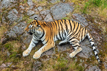 Large tiger lying down on a rock at a Zoo in Sweden