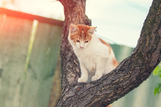 A small white-red kitten sits on a tree in a summer yard
