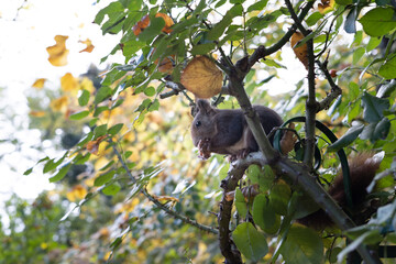 pretty squirrel in park eating and playing among leaves