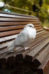 beautyfull white pigeon in a park