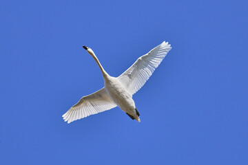 fliegender Schwan