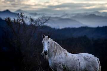beautiful horse in the forest at sunset with mountains