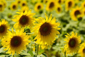 Sunflowers of the Tuscan countryside