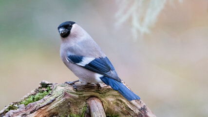 Female Eurasian bullfinch (Pyrrhula pyrrhula) sitting on a branch with negative space