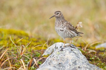 Purple sandpiper (Calidris maritima), small bird on the rock in the tundra