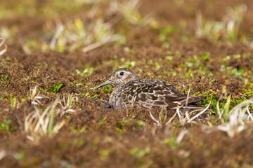 Purple sandpiper (Calidris maritima), a small bird with a long beak on the tundra