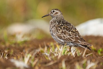Purple sandpiper (Calidris maritima), small bird on tundra