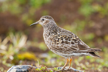 Purple sandpiper (Calidris maritima), a small bird with a long beak on the tundra