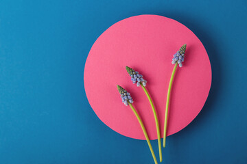Modern spring card with blue flowers on pink round shape on blue background. Paper art with flowers. 