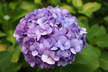 紫色の紫陽花（アジサイ）