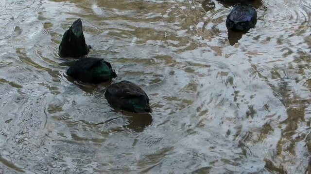 Canards &eacute;meraudes ou canards du labrador (Anas platyrhynchos) nageant et plongeant dans un ruisseau