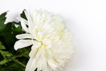 white chrysanthemum flower on white background