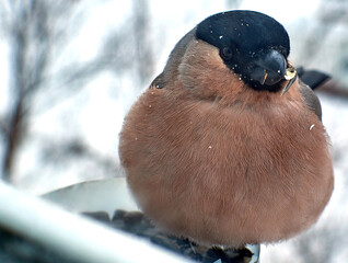 Urban birds at the feeder. Bird feeder on the balcony in an urban environment.