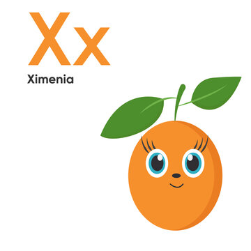 Cute Vegetables and Fruit Alphabet Series A-Z. Vector ABC. Letter Xx. Ximenia. Cartoon fruits and vegetables alphabet for kids. Isolated vector icons Education, baby shower children prints, cards