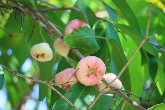 Fresh Syzygium Aqueum (watery Rose Apple) On The Tree In Thailand