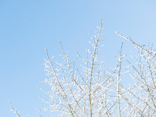 Snow-covered hoarfrost tree branches over clear blue sky background. Winter snowy background or frame, copy space